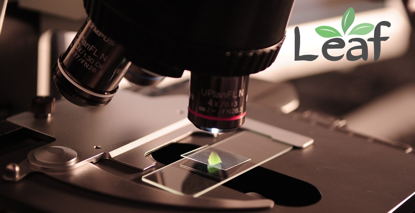 What’s the difference between water soluble CBD and CBD oil?